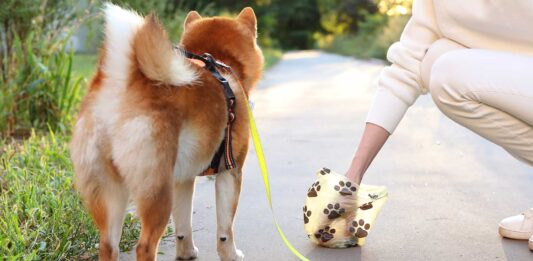 por que los perros se comen la caca