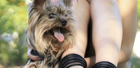 7 increíbles secretos que tu perro sabe sobre ti