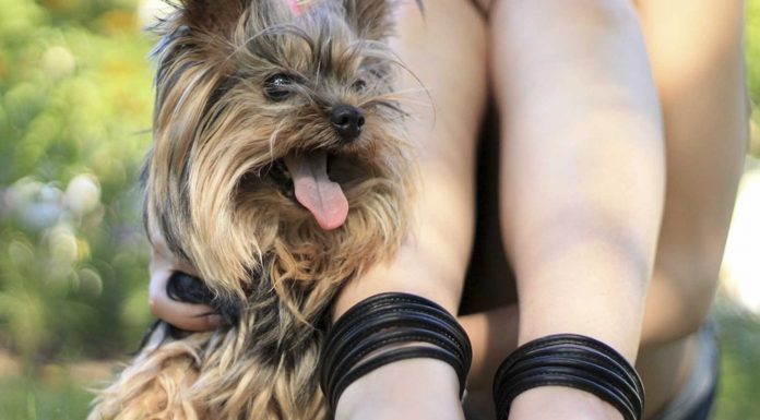 7 increíbles secretos que tu perro sabe sobre ti