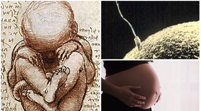 Superfetación: el fenómeno que permite embarazarse estando embarazada