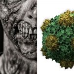 ¿Podría existir un virus zombi? ¿Crear muertos vivientes? ¡Averígualo!