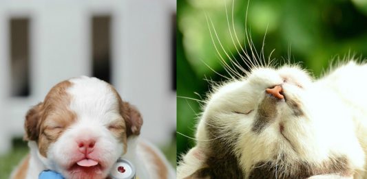 ¿En qué sueñan los perros y los gatos? ¡NO podría ser más distinto!