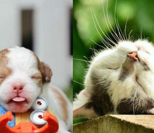 ¿En qué sueñan los perros y los gatos? ¡NO podría ser más distinto!