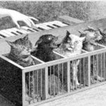 El Katzenclavier: ¡¿un piano hecho de gatos?!