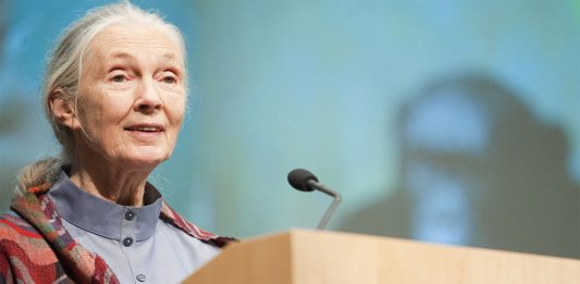 Jane Goodall, la mujer que nos descubrió a los chimpancés Jane Goodall, la mujer que nos descubrió a los chimpancés