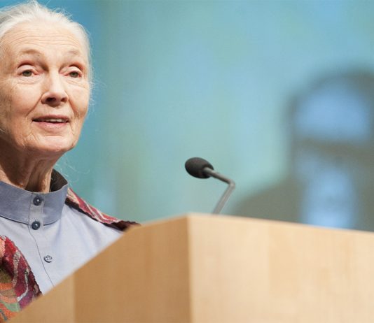Jane Goodall, la mujer que nos descubrió a los chimpancés