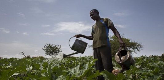 El muro que sí vale la pena: la Gran Muralla Verde de África El muro que sí vale la pena: la Gran Muralla Verde de África