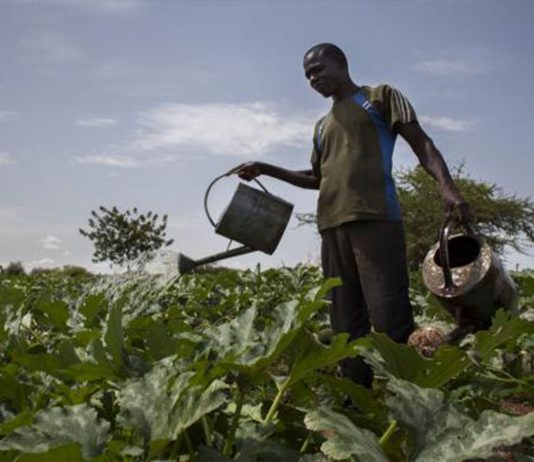 El muro que sí vale la pena: la Gran Muralla Verde de África El muro que sí vale la pena: la Gran Muralla Verde de África
