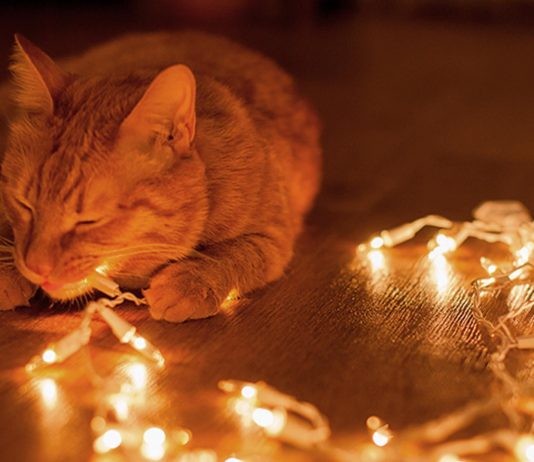 Tecnología LED, presente y futuro de la iluminación