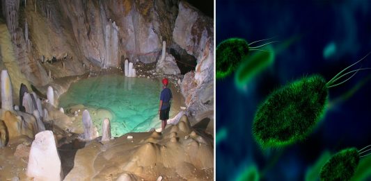 Una bacteria casi indestructible hallada en una cueva aislada durante millones de años Una bacteria casi indestructible hallada en una cueva aislada durante millones de años
