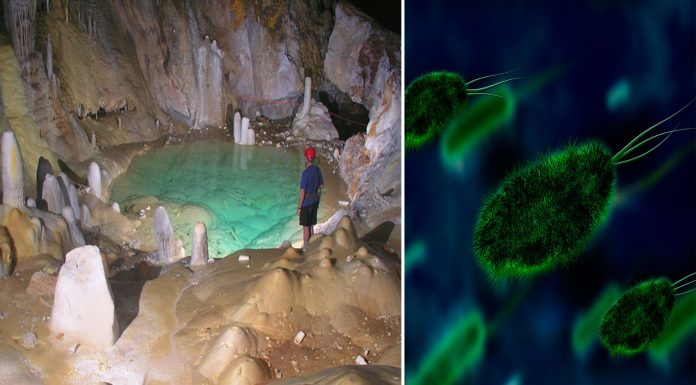 Una bacteria casi indestructible hallada en una cueva aislada durante millones de años