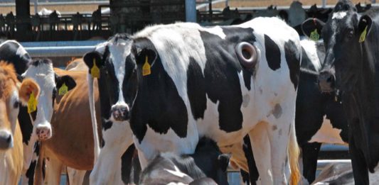 ¿Has visto vacas con un agujero en el costado? Descubre el motivo