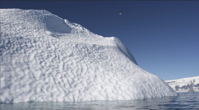 ¡Una nueva forma de vida en la Antártida!
