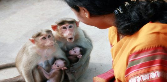¿Cómo sonaría la voz de un mono? ¡La ciencia responde y es bastante inquietante! ¿Cómo sonaría la voz de un mono? ¡La ciencia responde y es bastante inquietante!