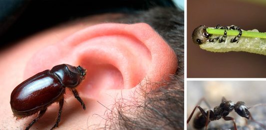 ¿Podría vivir un bicho en un oído? 5 casos espeluznantes