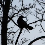 cuervo, Allan Poe