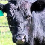 enfermedad-de-la-vaca-loca