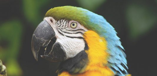 ¿Sabes cuáles son algunas de las enfermedades que puede transmitirte tu mascota? ¿Sabes cuáles son algunas de las enfermedades que puede transmitirte tu mascota?