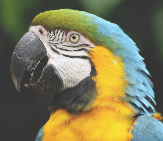 ¿Sabes cuáles son algunas de las enfermedades que puede transmitirte tu mascota?