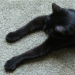 gato, Allan Poe