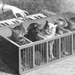 El Katzenclavier: ¡¿un piano hecho de gatos?!
