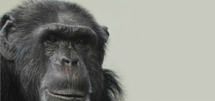 ojos de chimpancé