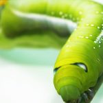 oruga