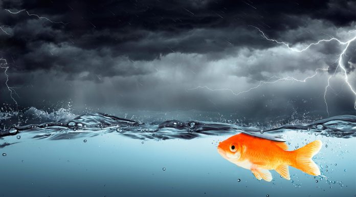 ¿Por qué los peces no se electrocutan durante una tormenta?
