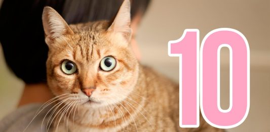 10 razones por las que los gatos son las mejores mascotas