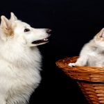 ¿Le hablas a tu cachorrito como si fuera un bebé «¡Ay, qué bonito!»? Descubre si le gusta