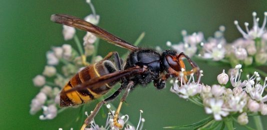 ¿Cómo distinguir a las avispas asiáticas? Avispa asiática