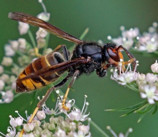 Avispa asiática