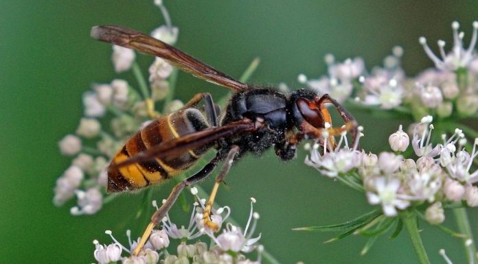 Avispa asiática