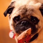 Estos son alimentos que los perros no deberían comer