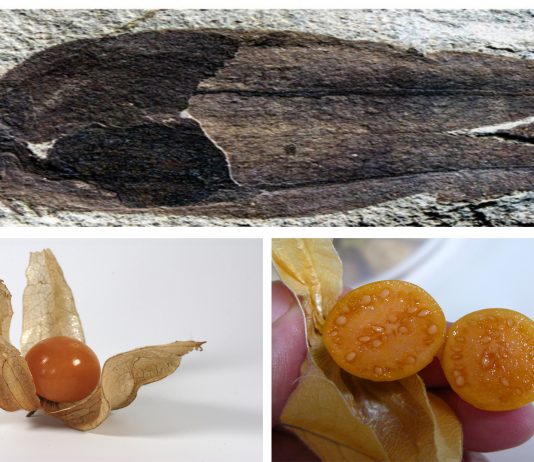 ¡Descubren el fósil de un fruto de 52 millones de años!