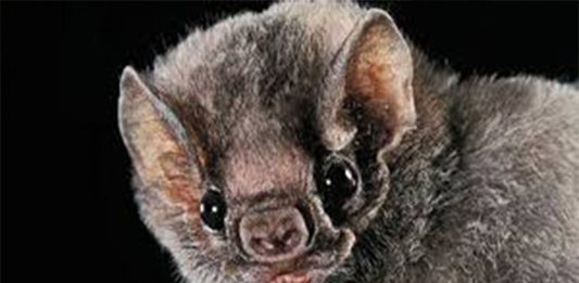 Este murciélago ha cambiado su dieta y ha empezado a alimentarse de sangre humana