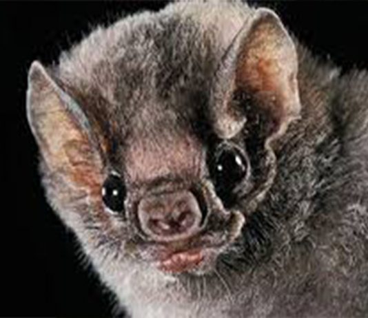 Este murciélago ha cambiado su dieta y ha empezado a alimentarse de sangre humana