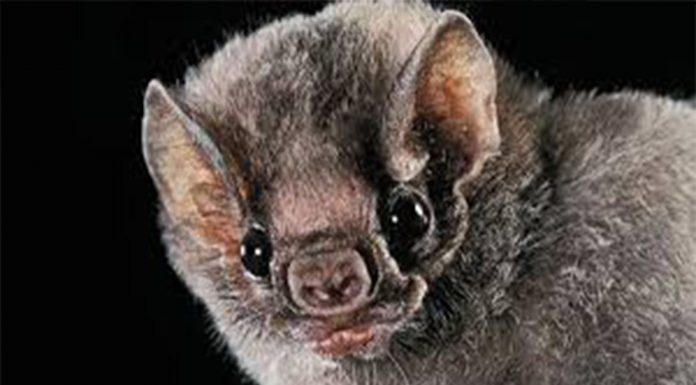 Este murciélago ha cambiado su dieta y ha empezado a alimentarse de sangre humana