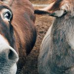 No adivinarás la especie animal que ahora se encuentra en peligro de extinción (2)