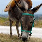 No adivinarás la especie animal que ahora se encuentra en peligro de extinción (3)