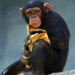 Misterios del cuerpo humano, simios fuertes