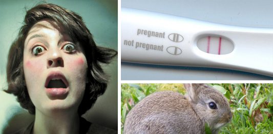 El antiguo test del conejo para detectar un embarazo