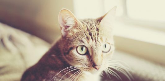 Top 3: Gatos más famosos de Instagram. ¡Síguelos! Top 3 gatos más famosos de Instagram ¡Síguelos!