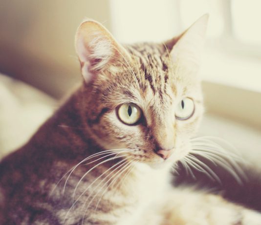 Top 3 gatos más famosos de Instagram ¡Síguelos!