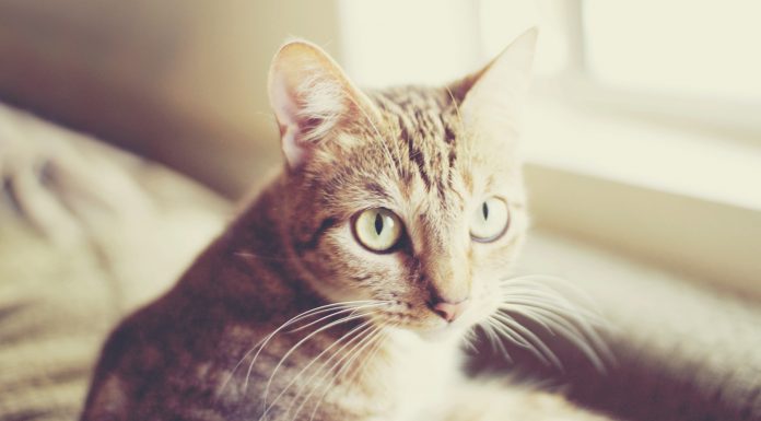 Top 3 gatos más famosos de Instagram ¡Síguelos!