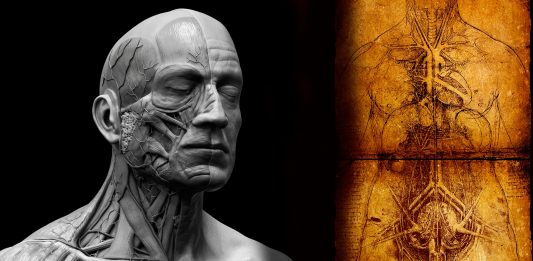 Identificado un NUEVO órgano del cuerpo humano