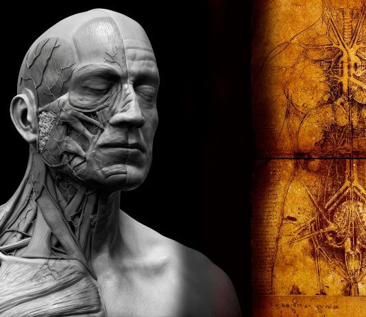 Identificado un NUEVO órgano del cuerpo humano Identificado un NUEVO órgano del cuerpo humano