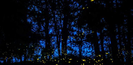 El santuario de las luciérnagas en México El santuario de las luciérnagas en México