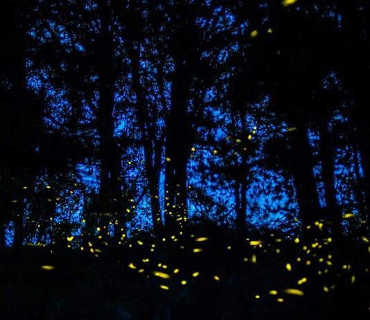 El santuario de las luciérnagas en México El santuario de las luciérnagas en México