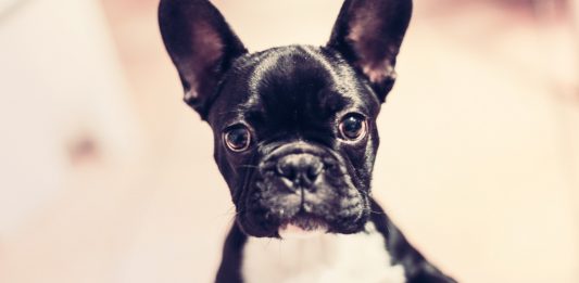 Top 3: Perros más famosos de Instagram. ¡Síguelos! Top 3: Perros más famosos de Instagram. ¡Síguelos! - Supercurioso